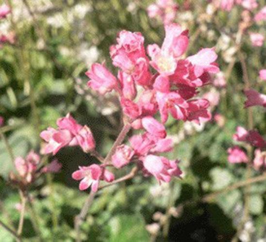 Three types of plants for the new year   