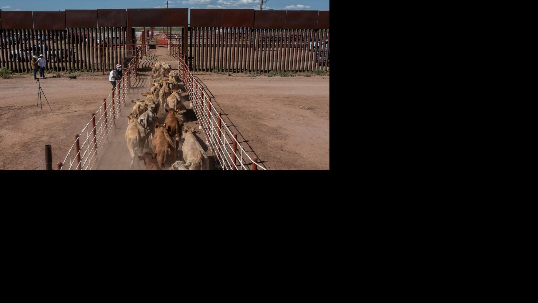 USDA Resumes Mexican Cattle Imports Through Two Ports