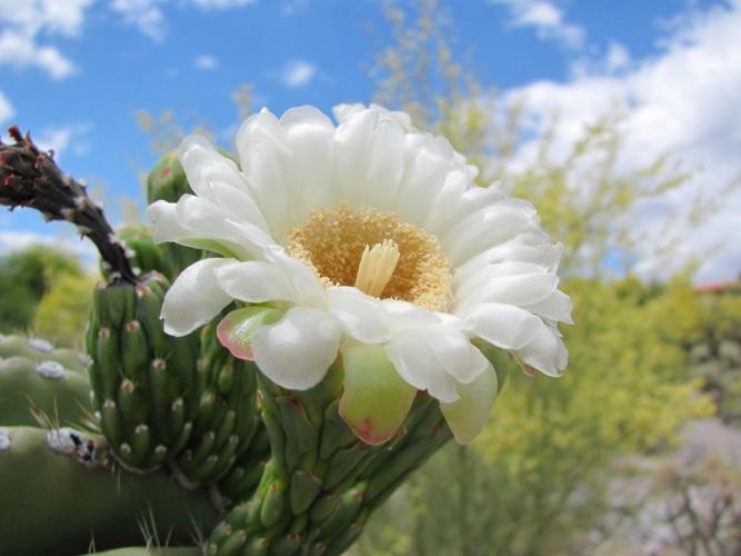 Saguaro bloom