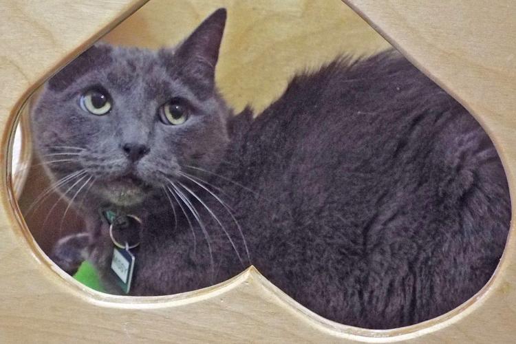 Adopt a friend: Missy
