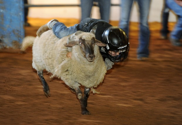 Animal shots of the week