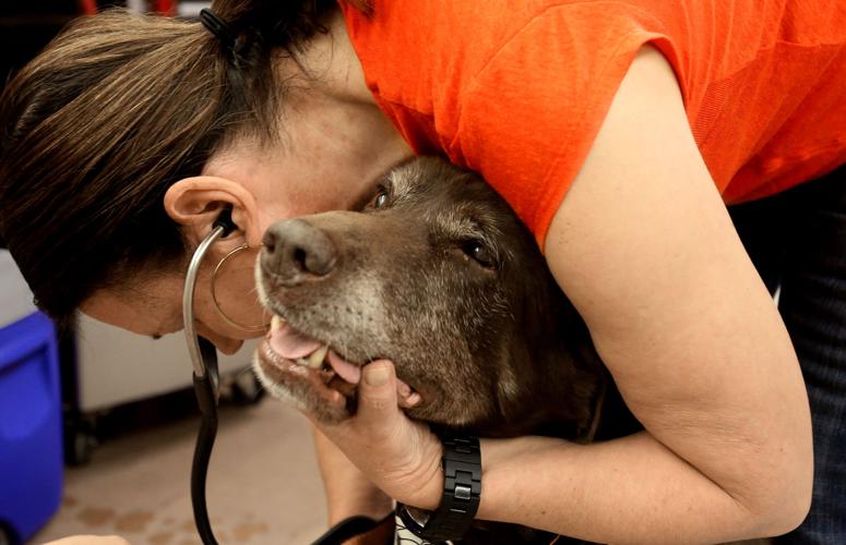 Animal Fair shot clinic