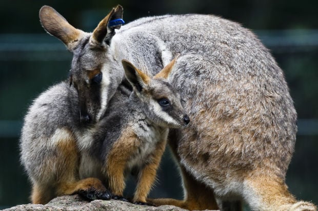 Wallaby