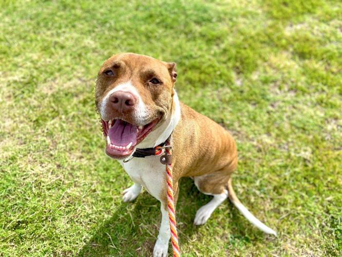 Adopt a friend: Ginger