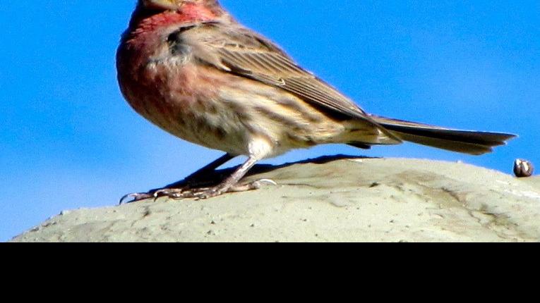 House Sparrows and House Finches, our Most Common Birds | Saddlebag
