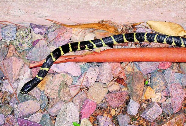 Desert wildlife on rise in Tucson as trees mature  