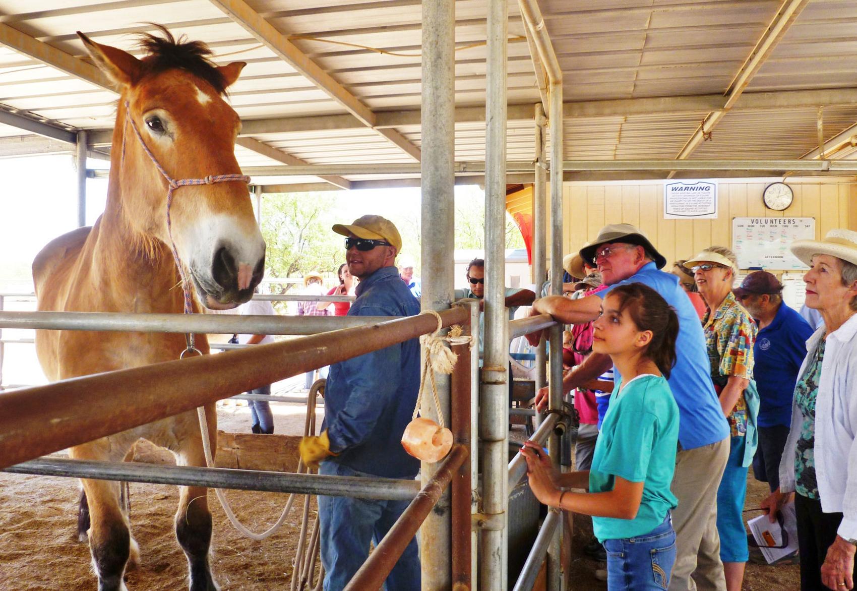 Equine Voices offers camaraderie with rescued horses
