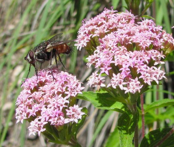 Bee visits wildflowers