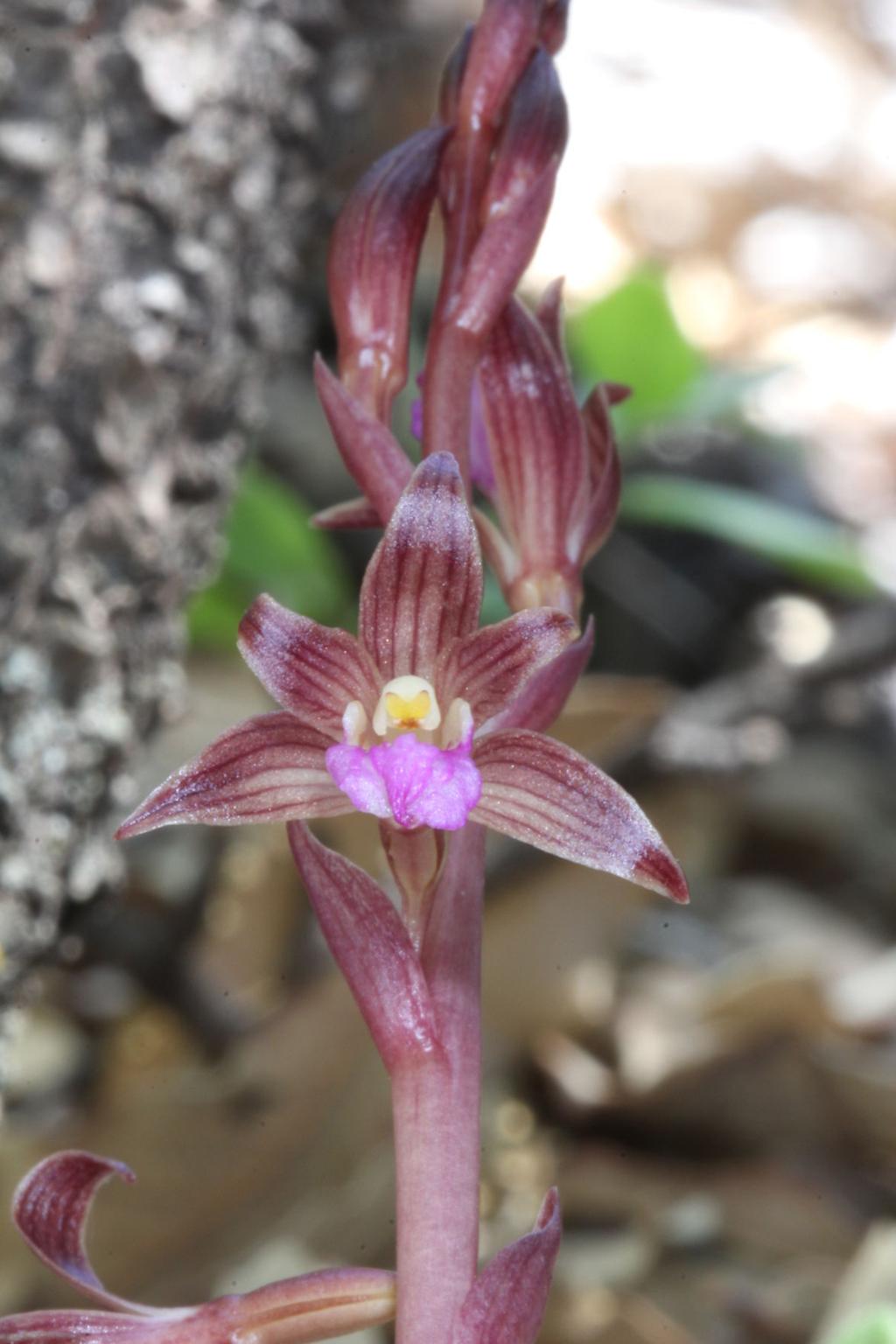 Wild Orchids Surprisingly Grow In Southern Arizona S Higher Ranges Hiking And Recreation Tucson Com