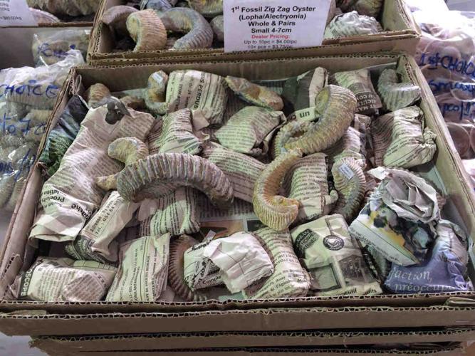 Animals of the Gem Show