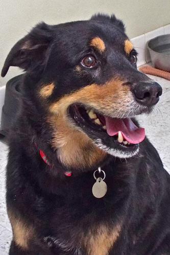 Adopt A Friend: O'Riley