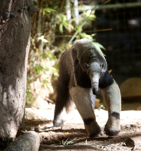 Reid Park Zoo anteater