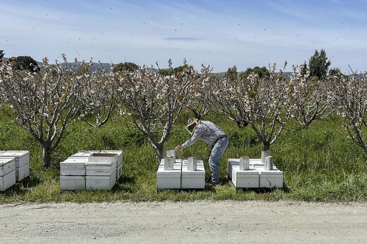 CORRECTION California Storms Farming Bees