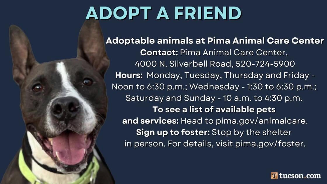 Adopt a friend: Local pets up for adoption for August 9