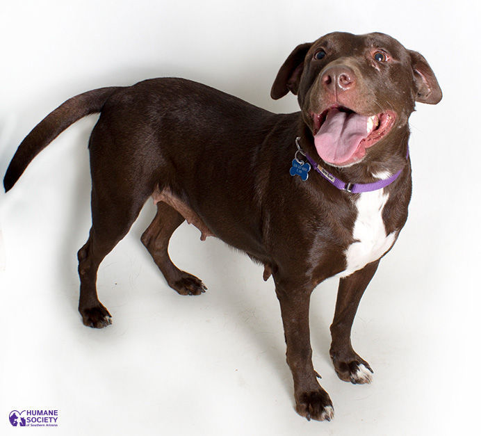 Adopt A Friend: Guinevere