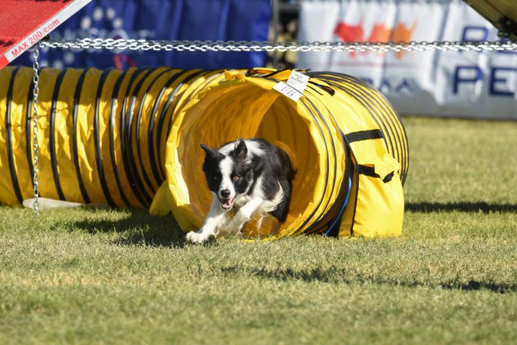 Cynosport Dog Agility World Games