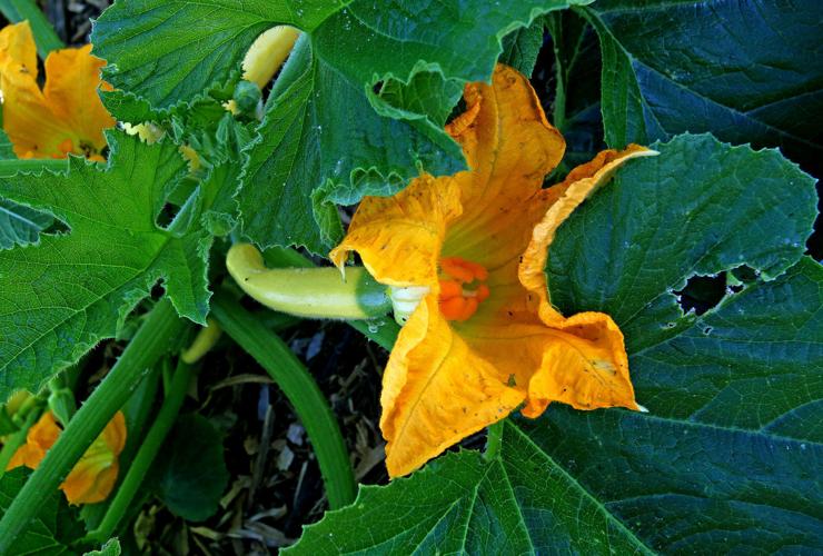 Flowering and edible plants