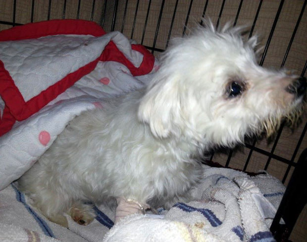 Injured puppy left in trash prompts probe in Sierra Vista