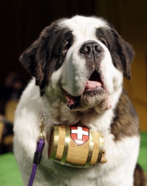 Animal shots of the week