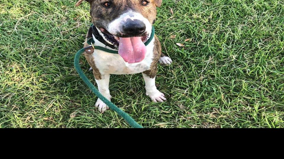 Adoptable pets in Tucson