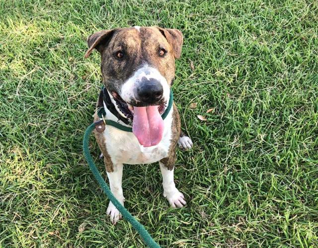 Adopt a friend: Chico