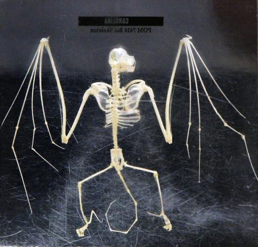 Zoo celebrates International Year of the Bat    