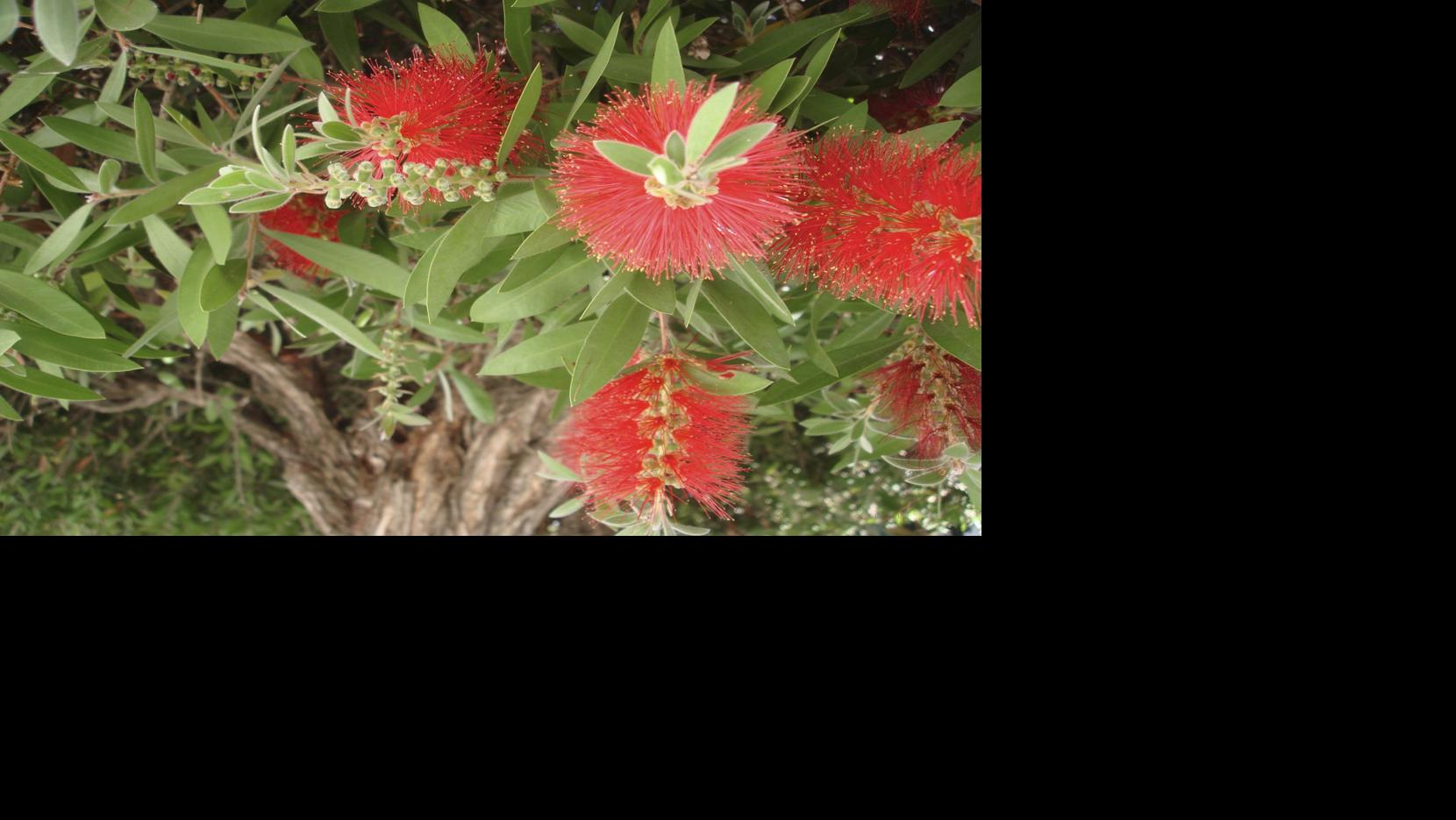 Bottlebrush tree can live for 50 years