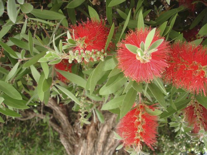 Watering Bottlebrush