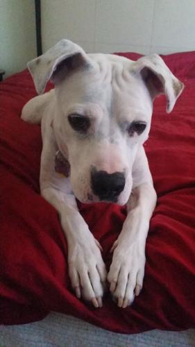 Happy National Dog Day!