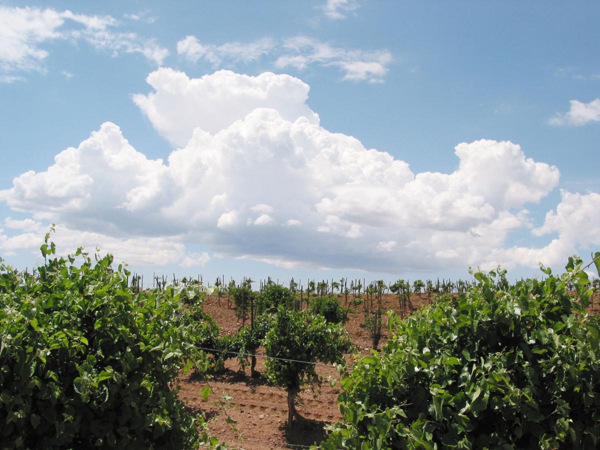 Saturday, April 1 — Witness a blessing of the vines in Sonoita