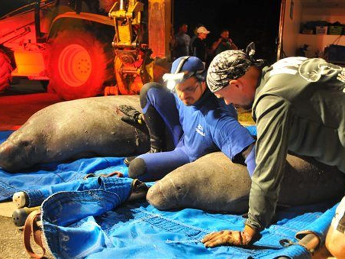 Rescuers In Florida Free 19 Manatees Stuck In Drain