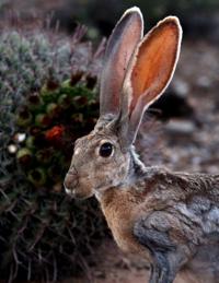 Saguaro National Park