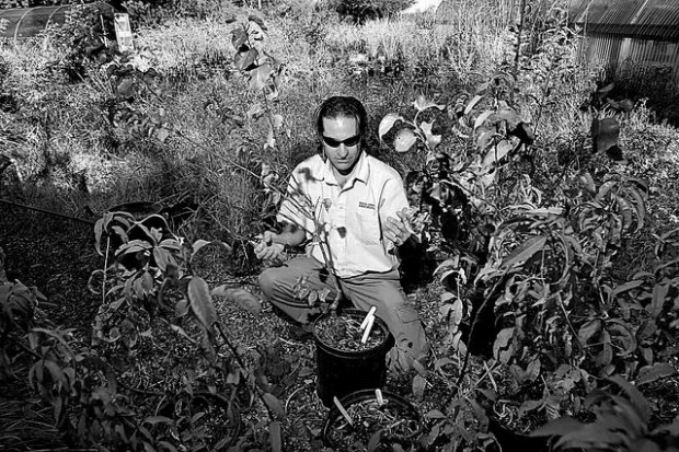 Neto's Tucson by Ernesto Portillo Jr. : Fruit trees trace roots back to Jesuits  