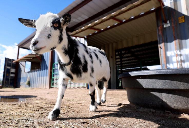 goat cafe