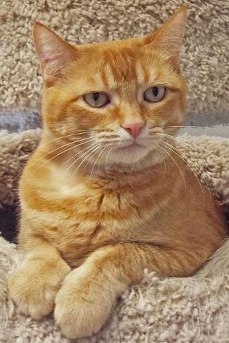 Adopt A Friend: Marcella