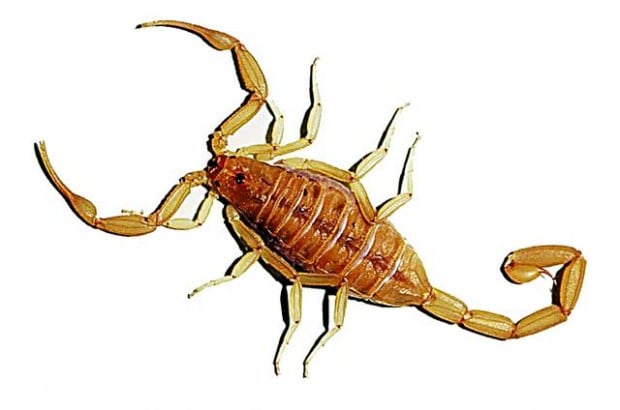 The frights of spring  