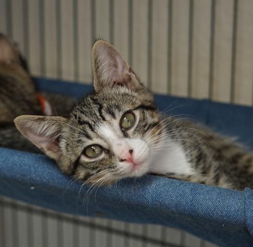 Adopt a friend: Spats