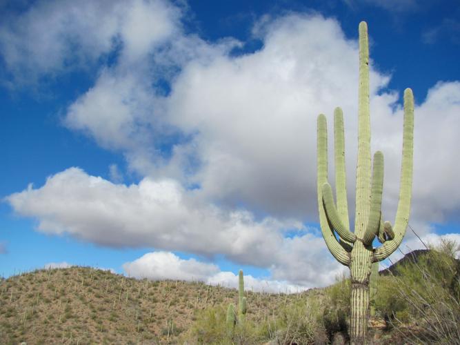 Towering saguaro