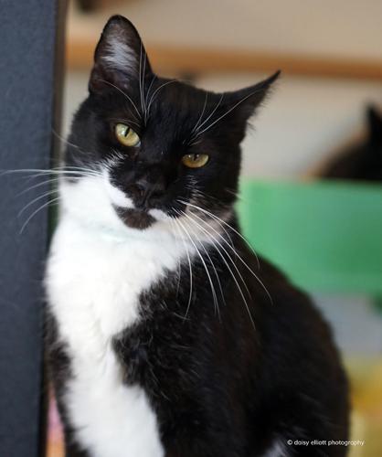 Adopt a friend: Vernon