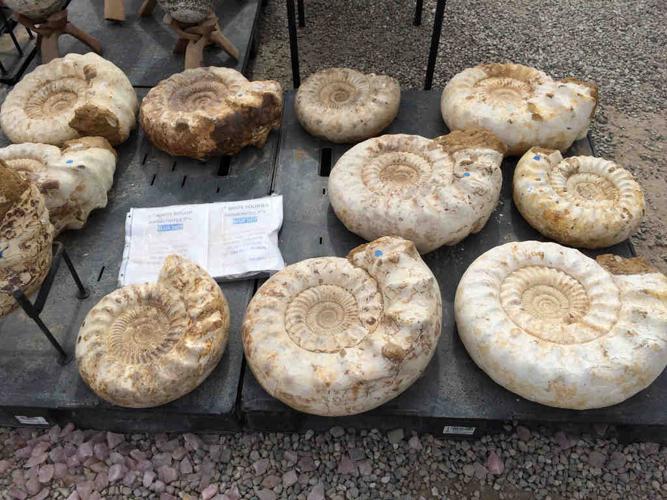 Animals of the Gem Show