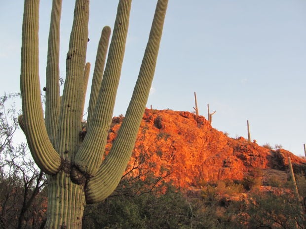 Saguaro and rocks at sunset