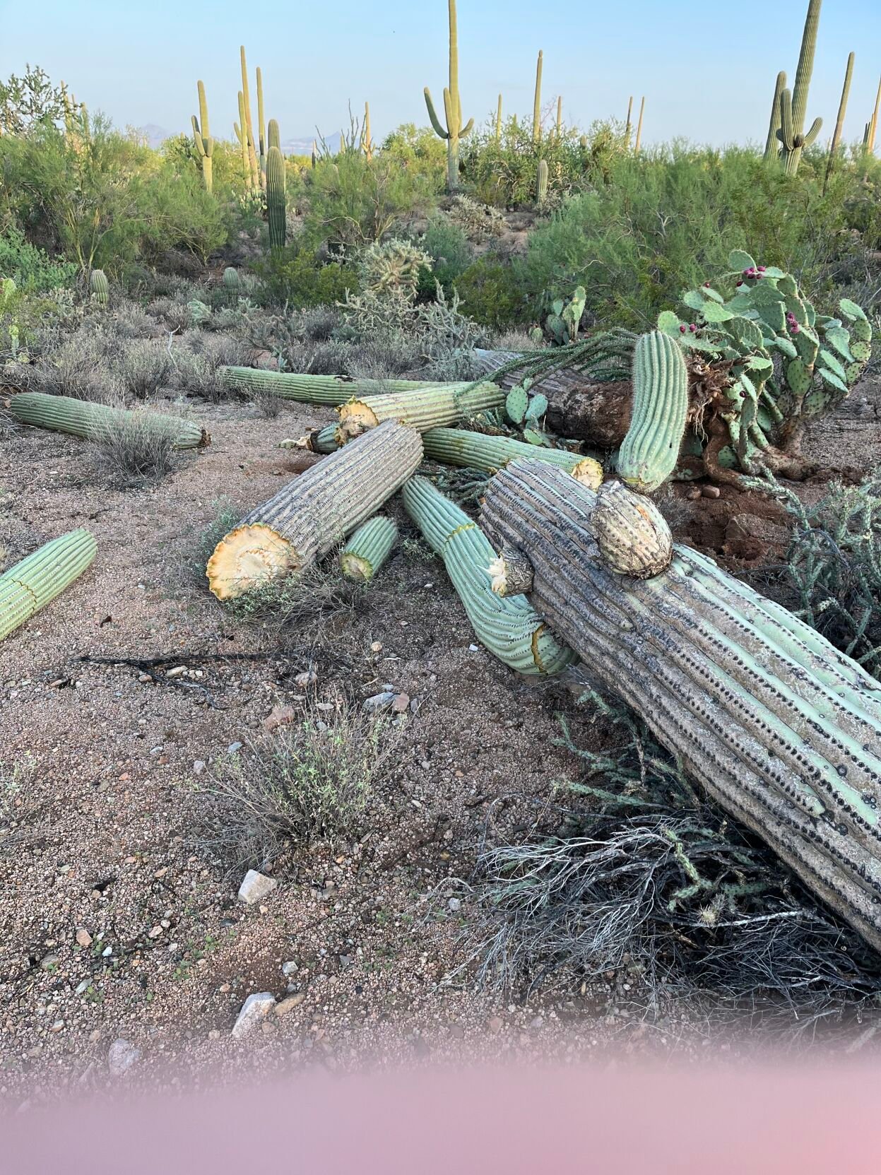Saguaros blown down