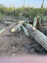 More than 400 saguaros blown over and sheared in Saguaro Park-West storm