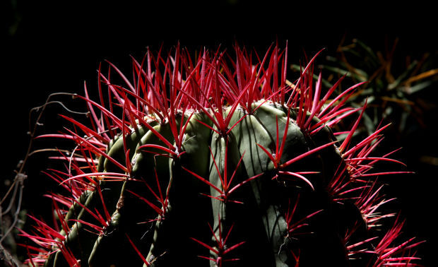 40th anniversary of Tucson Botanical Gardens
