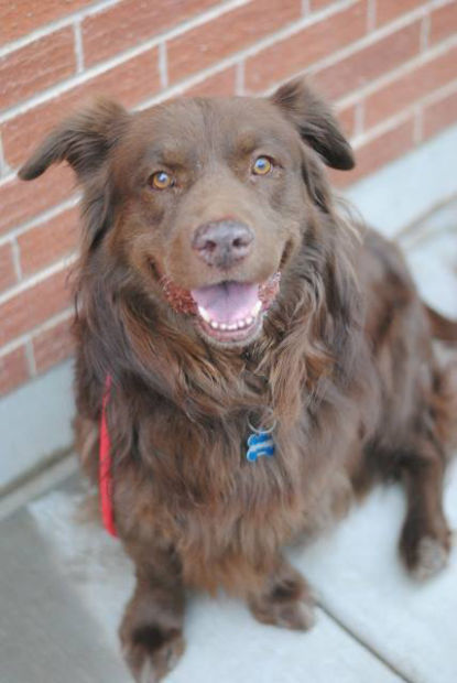 Pet adoptions
