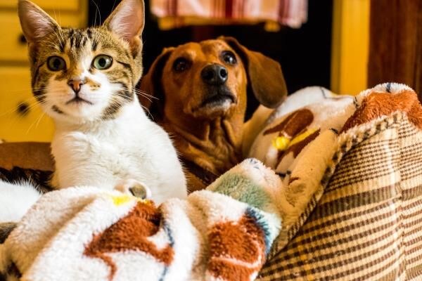 Have a Pet? Don’t ‘Fall’ for the Myth of Seasonal Heartworm Prevention