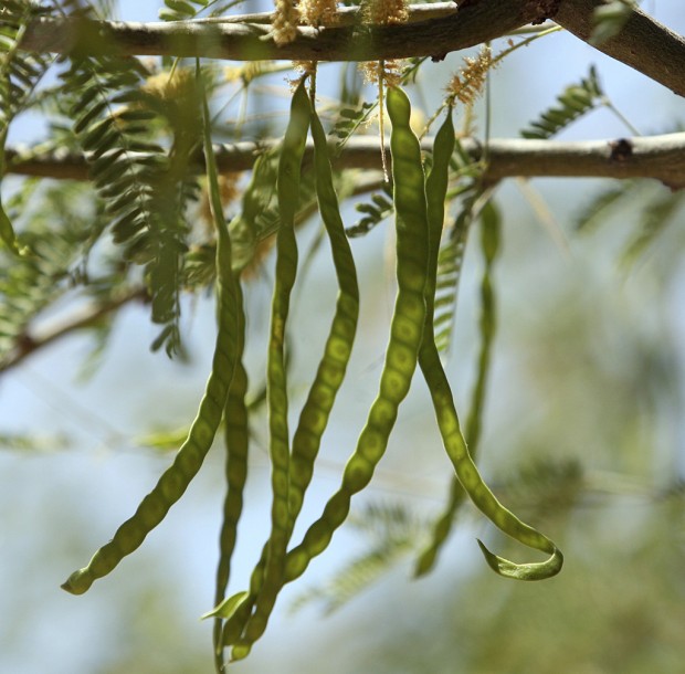 Mesquite pods (copy)