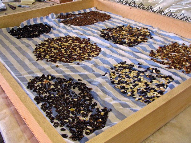 Store seeds now, plant next year   