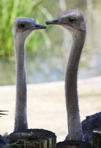 Nandi's Neighbors: Ostriches Lucy and Ethel mimic the comic pair