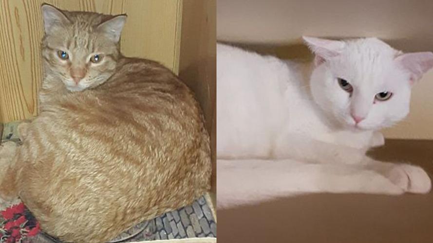 Adopt a friend: Chulo and Avalanche